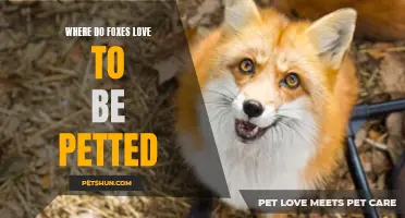 The Best Spots to Pet a Fox: Insights Into Where They Love to be Petted