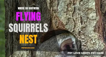 Exploring the Nesting Habits of Southern Flying Squirrels