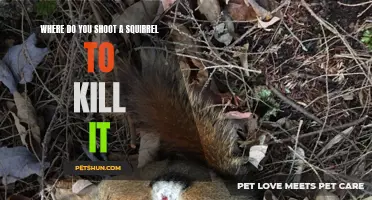 The Most Effective Way to Shoot a Squirrel for a Humane Kill