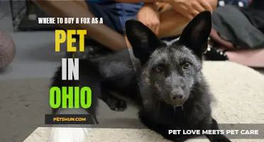 The Best Places to Buy a Fox as a Pet in Ohio