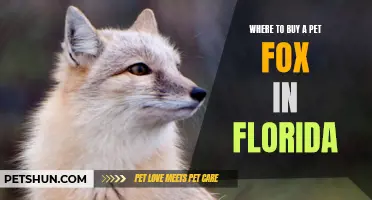 The Ultimate Guide to Buying a Pet Fox in Florida