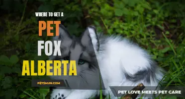 The Top Places to Find a Pet Fox in Alberta