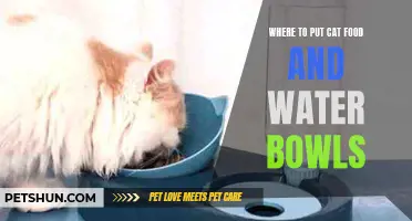 Optimal Placement for Cat Food and Water Bowls in Your Home