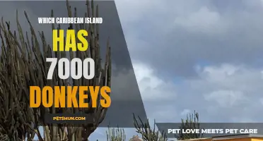 The Caribbean Island Known for its Abundance of 7,000 Donkeys