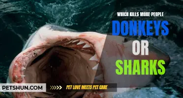 The Dangerous Dilemma: Donkeys vs. Sharks - Who Claims More Lives?