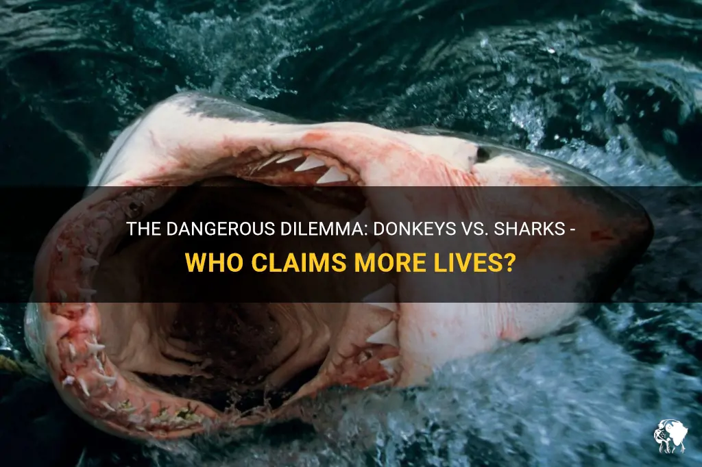which kills more people donkeys or sharks
