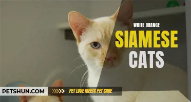 The Beautiful White Orange Siamese Cats: A Unique and Stunning Breed