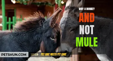 Choosing a Donkey Over a Mule: The Advantages That Make All the Difference