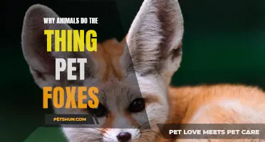 Why Pet Foxes Exhibit Unique Behaviors: Unraveling the Mystery of Why Animals Do the Thing