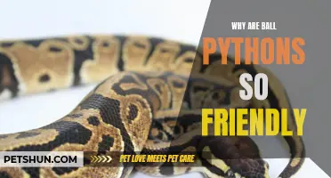 Why Are Ball Pythons So Friendly: Understanding Their Docile Nature