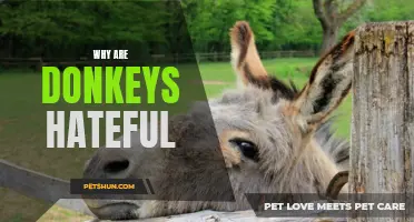 Understanding the Origins of Hate in Donkeys: Exploring the Factors Behind their Hostile Behavior