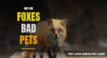 Why Foxes are Not Ideal Pets for the Average Household