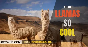 Why Llamas Have Become the Coolest Animals on the Internet