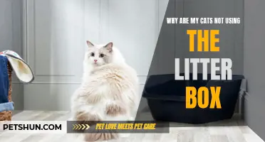 Understanding the Reasons Behind Cats Not Using the Litter Box