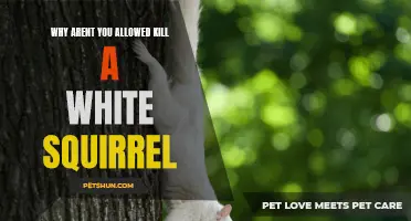 Why You Shouldn't Harm White Squirrels: Understanding Their Importance and Protection