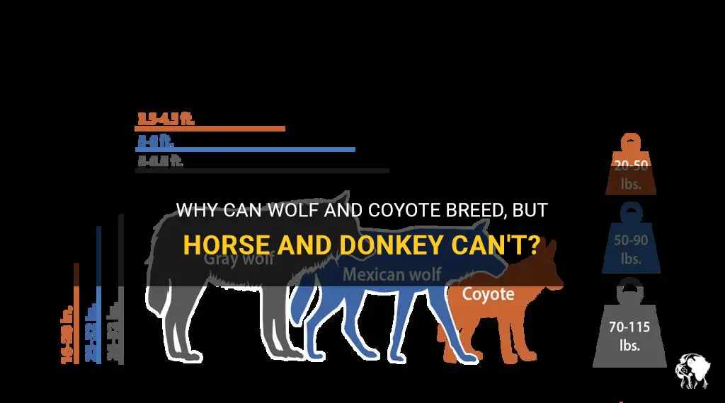 why can wolf and coyote breed but horse and donkey