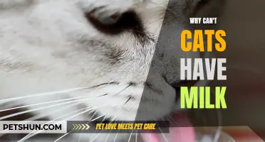 Why Can't Cats Have Milk? Unveiling the Surprising Truth Behind Feline Lactose Intolerance