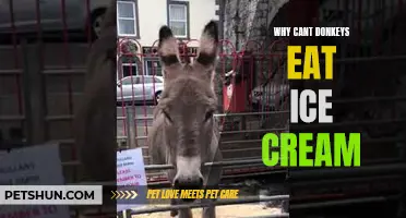 Why Donkeys Shouldn't Eat Ice Cream: Understanding the Dangers