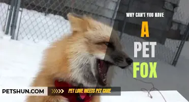 Why Having a Pet Fox May Not Be the Best Idea: Understanding the Challenges and Risks
