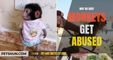 The Sad Reality: Examining Why Baby Monkeys Experience Abuse