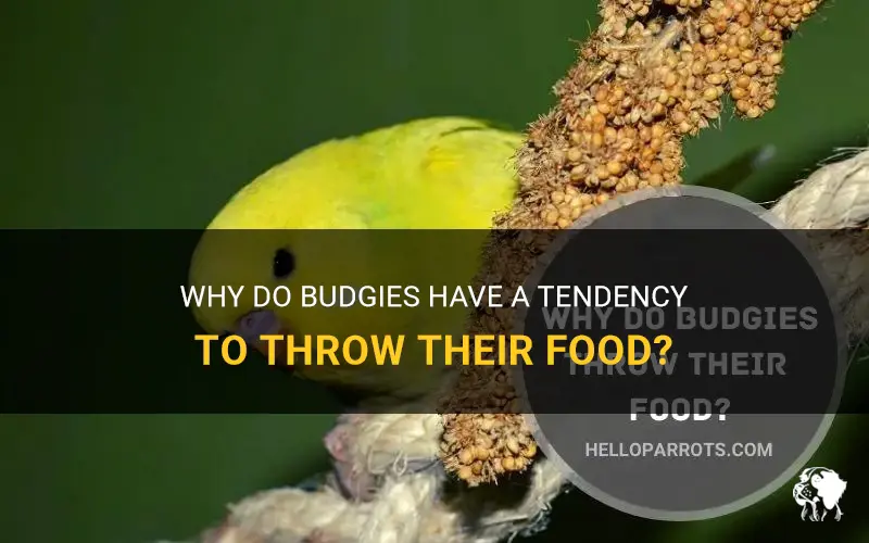 Why Do Budgies Have A Tendency To Throw Their Food? | PetShun