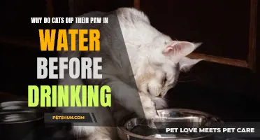 Why Do Cats Dip Their Paws in Water Before Drinking? Exploring This Quirky Feline Behavior