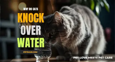 The Curious Behavior: Why Do Cats Knock Over Water?