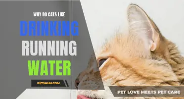 Why Cats Are Attracted to Drinking Running Water