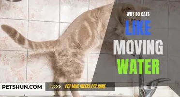 Why Do Cats Show a Preference for Moving Water?