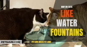 Why Cats Find Water Fountains Fascinating