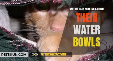 Why Do Cats Scratch Around Their Water Bowls? Uncovering the Feline Behavior