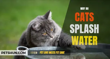 Why Do Cats Splash Water: Understanding Feline Water Behavior