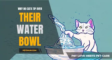 Understanding the Behavior: Why Do Cats Tip Over Their Water Bowls