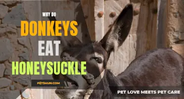 Why Donkeys Love the Sweet, Fragrant Taste of Honeysuckle