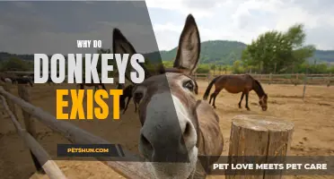 The Purpose and Importance of Donkeys in Our World