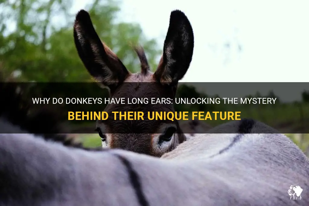 why do donkeys have long ears book