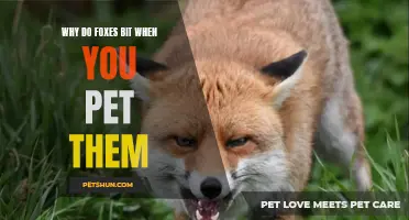 Why Do Foxes Bite When You Pet Them? Unveiling the Intriguing Behavior
