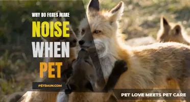 Why Do Foxes Make Noise When Pet?