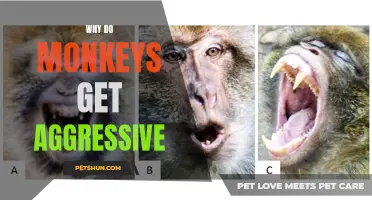 Understanding the Factors Behind Aggression in Monkeys