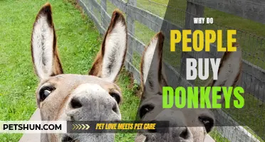 The Many Reasons Why People Choose to Buy Donkeys