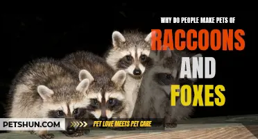 Why Do Some People Choose Raccoons and Foxes as Pets?