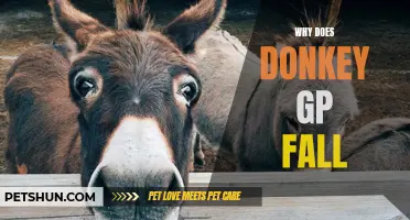 Why Does Donkey GP Fall? A Look at the Possible Reasons