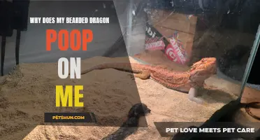 Why Does My Bearded Dragon Poop on Me: Understanding the Behavior