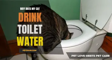 Why Does My Cat Have a Urge to Drink Toilet Water?