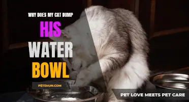 Why Does My Cat Always Dump His Water Bowl?