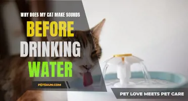 Why Does My Cat Make Sounds Before Drinking Water? Exploring Feline Drinking Behaviors