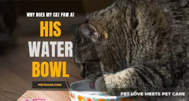 Why Does My Cat Paw at His Water Bowl? Uncovering the Mystery Behind this Feline Behavior