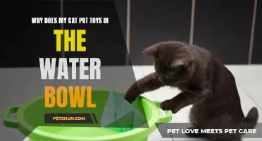 Understanding the Quirks: Exploring Why Cats Put Toys in Water Bowls