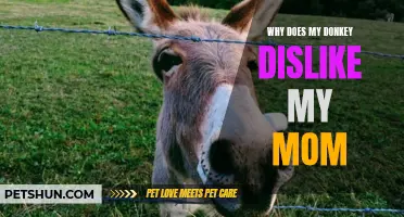 Why Does My Donkey Have Negative Feelings Toward My Mom?