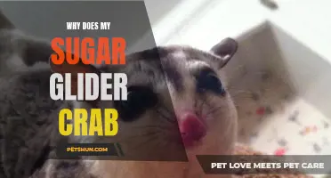 Why Does My Sugar Glider Crab? Unraveling the Mystery Behind Their Crabbing Behavior